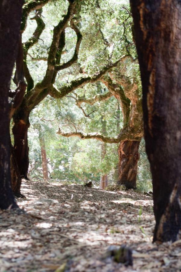 Quinta Algarve Das Relvinhas モンシケ エクステリア 写真